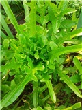 Salata hrastov list